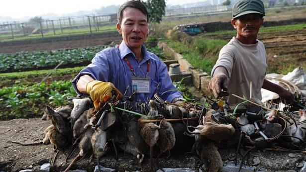 Vietnam Has a 'Rat King' and This is What He Does to Catch Them By The Kilo