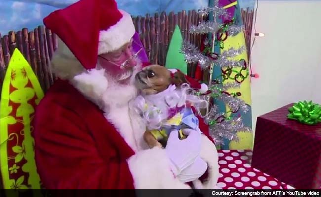 Ho Ho Ho, 'Tis the Time to be Jolly For These Dogs and Their Very Own Santa