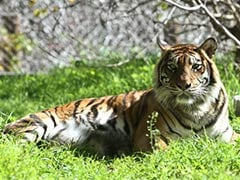 Rare Sumatran Tiger Eats Her Cubs in Jerusalem Zoo