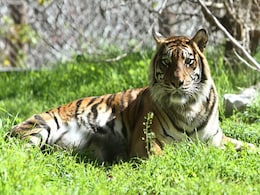 Rare Sumatran Tiger Eats Her Cubs in Jerusalem Zoo Rare Sumatran Tiger Eats Her Cubs in Jerusalem Zoo