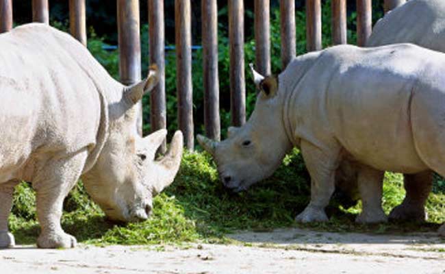 Rare White Rhino Treated For Mystery Illness in California