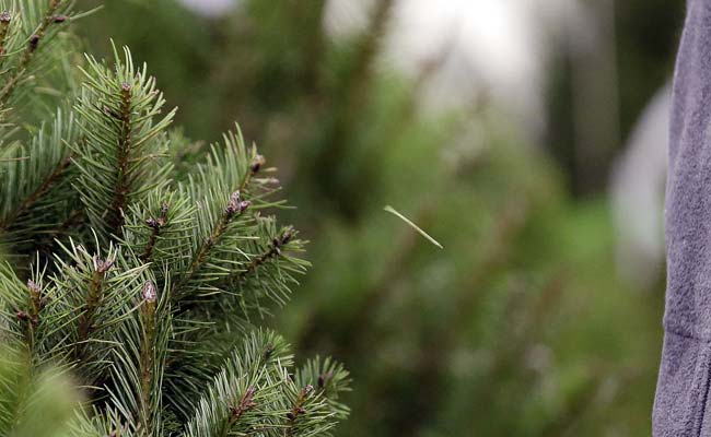 Discarded Christmas Trees a Vitamin-Filled Treat for Goats 