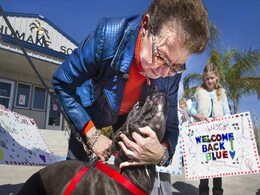 Dog Returns After Vanishing From Texas, Appearing in Indiana Dog Returns After Vanishing From Texas, Appearing in Indiana