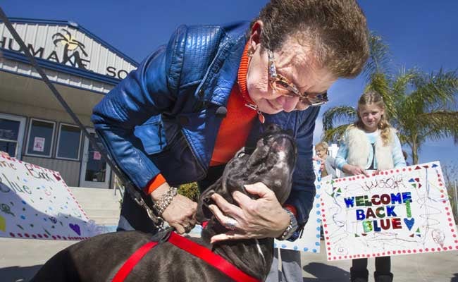 Dog Returns After Vanishing From Texas, Appearing in Indiana Dog Returns After Vanishing From Texas, Appearing in Indiana