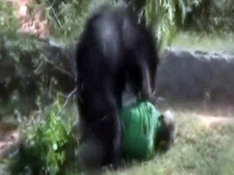 Cellphone Footage Shows Bear Killing Chhattisgarh Man Cellphone Footage Shows Bear Killing Chhattisgarh Man