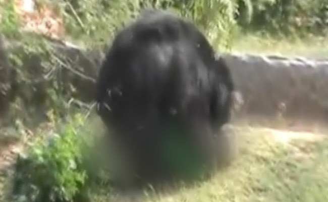 Fatal Bear Attack on Forest Guard Caught on Camera