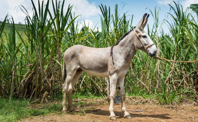 Politician Honours Donkeys for Hard Work! 