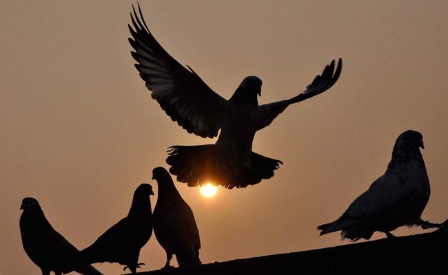 Slight Respite From Biting Cold in North India on New Year