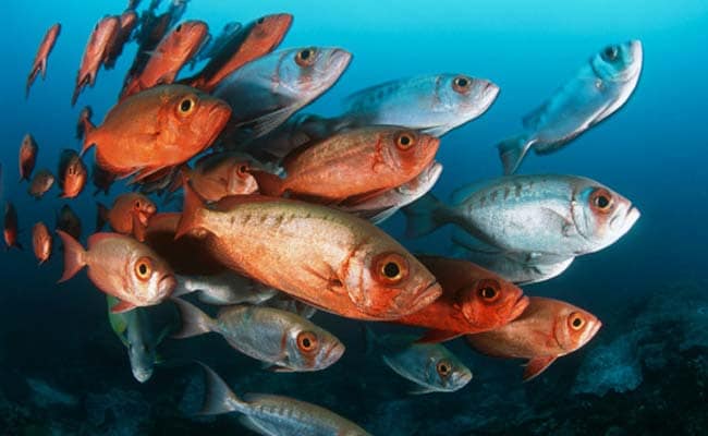 UN Moves Toward Major Treaty For Ocean Biodiversity
