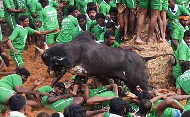 Tamil Nadu Assures Steps for Conducting 'Jallikattu'