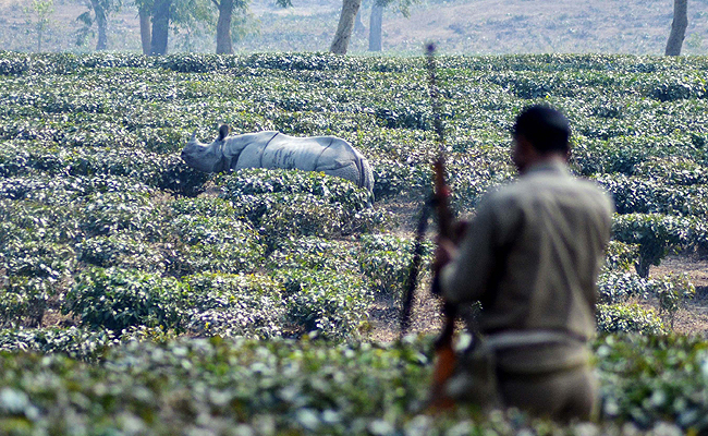 Now Kareena and Babli to Guard Kaziranga Rhinos From Poachers