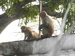 On Republic Day, Keeping the Monkeys Away