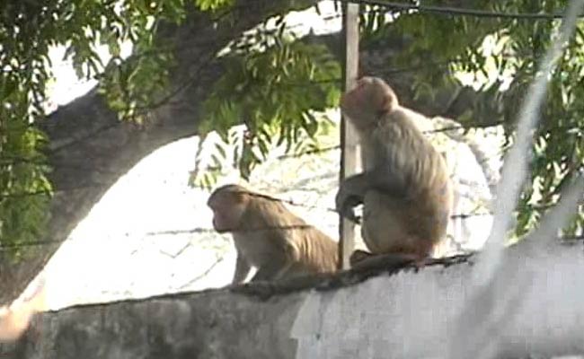 On Republic Day, Keeping the Monkeys Away
