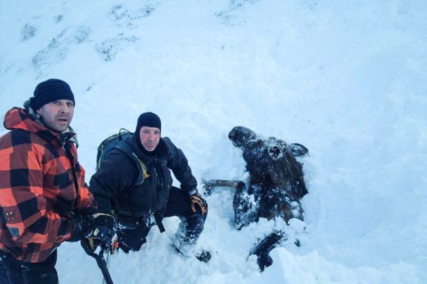 Three Men See Snout, Free Moose Buried in Avalanche 