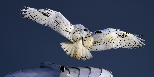 Anonymous Bird Attacks Oregon Jogger, Owl Blamed for Strikes 