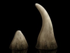 US Auctioneer Fined $1.5 Million for Selling Rhino Horns