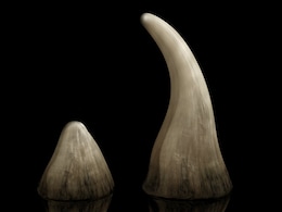 South African Judge Lifts Domestic Ban on Rhino Horn Trade South African Judge Lifts Domestic Ban on Rhino Horn Trade