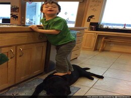 Sarah Palin Photos of Son Stepping on Dog Trigger Online Outrage Sarah Palin Photos of Son Stepping on Dog Trigger Online Outrage