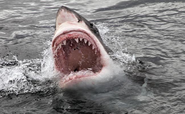 Shark Arrival Filmed On Phone, He Caught A Man Trying To Escape