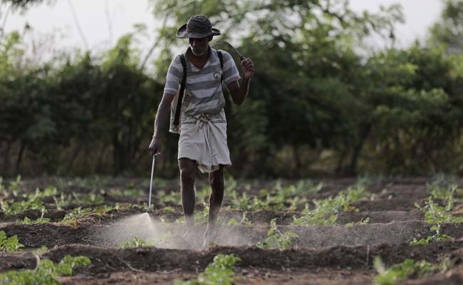 Mystery Kidney Disease Killing Sri Lankan Farmers