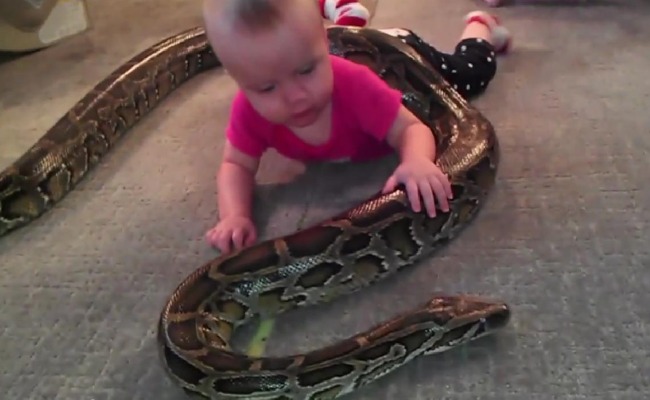 Father Thinks Snakes Are Harmless, Lets Daughter Play With Pet Python