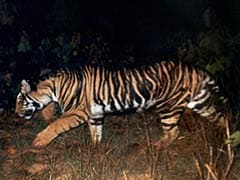 Tiger Numbers Up, But the Black Tiger of Odisha on Verge of Extinction