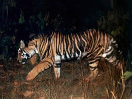 Tiger Numbers Up, But the Black Tiger of Odisha on Verge of Extinction Tiger Numbers Up, But the Black Tiger of Odisha on Verge of Extinction