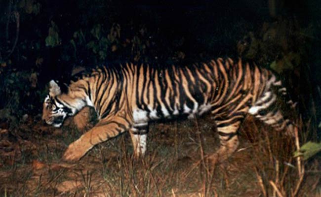 Tiger Numbers Up, But the Black Tiger of Odisha on Verge of Extinction