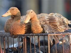 Uttar Pradesh on Bird Flu Alert After 350 Birds Die