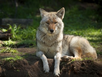 Vagabond Coyote Captured in Posh Manhattan Park 