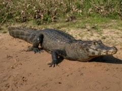 Carcass of Crocodile Retrieved in Orissa's Bhitarkanika National Park