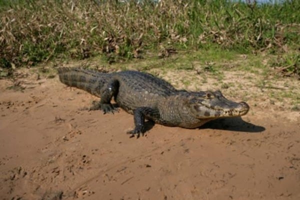 Mexican Policeman Charged for Shooting Protected Crocodile