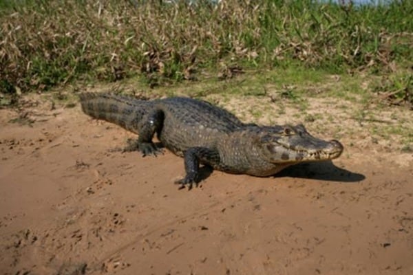 Golfer Bitten by Crocodile in Australia