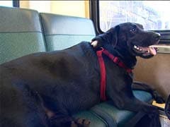 Viral: This Adorable Black Lab Rides the Bus to the Dog Park All Alone