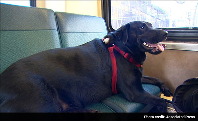 Viral: This Adorable Black Lab Rides the Bus to the Dog Park All Alone