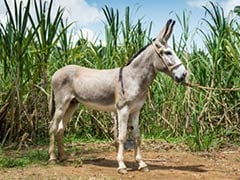 Donkeys Named After Ram Rahim, Honeypreet Sold For Rs 11,000 At Ujjain Fair