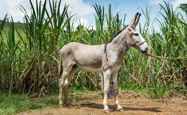 Karnataka Politician Honours Two Donkeys For Loyalty