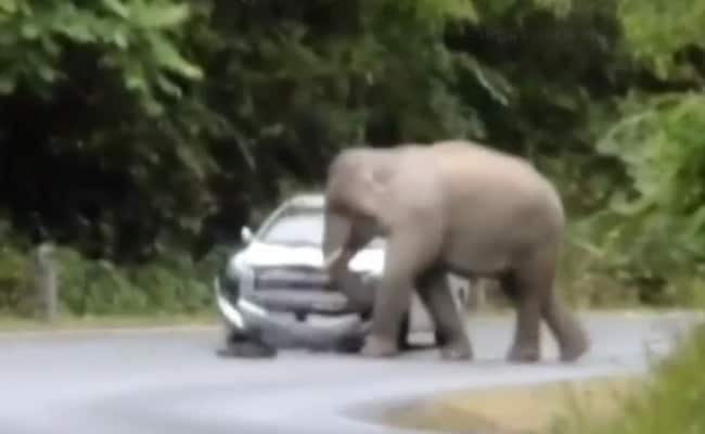 Viral Video: Thai Elephant Hates Tourists, Trashes Car in  National Park