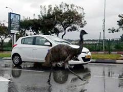 Escaped Emu Turns Motorists' Heads Running on Israel Roadway