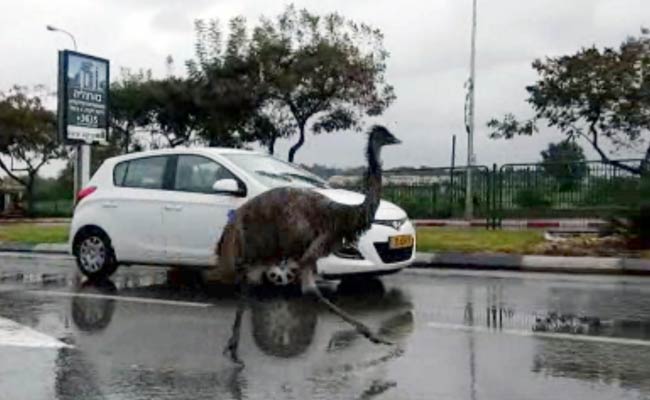 Escaped Emu Turns Motorists' Heads Running on Israel Roadway 