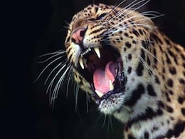 Leopard Found Dead In Pench National Park Leopard Found Dead In Pench National Park