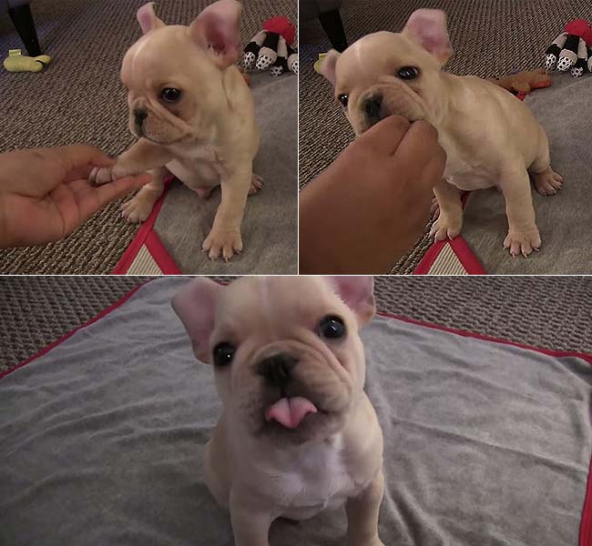 You Must Watch This French Bulldog Puppy's Tricks for Some New Year Cheer