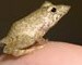 Scientists Find First Frog That Gives Birth to Tadpoles