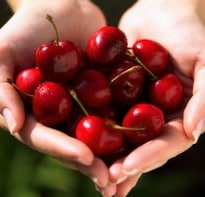 Cherries Lower Gout Attacks by a Third