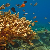 Sea Bottom Repository of Life-Saving Drugs: Study