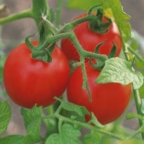 Organic Tomatoes Richer in Vitamin C