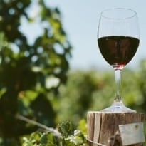 Nashik to Host First Grape Harvest Fest