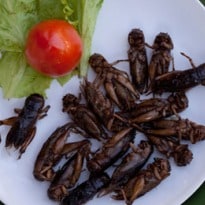 Insects Could be the Planet's Next Food Source... Even if That Gives you the Creeps