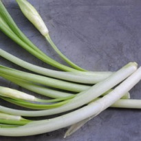 Why Wild Garlic is Good for You