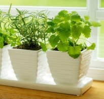 Grow Herbs on Your Windowsill